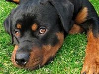 /i//tn_Rottie_Photo.jpg