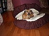 Toby on his Bun-Bed