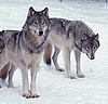 wolves