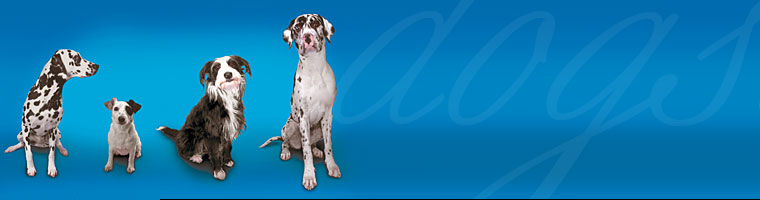Header Graphic